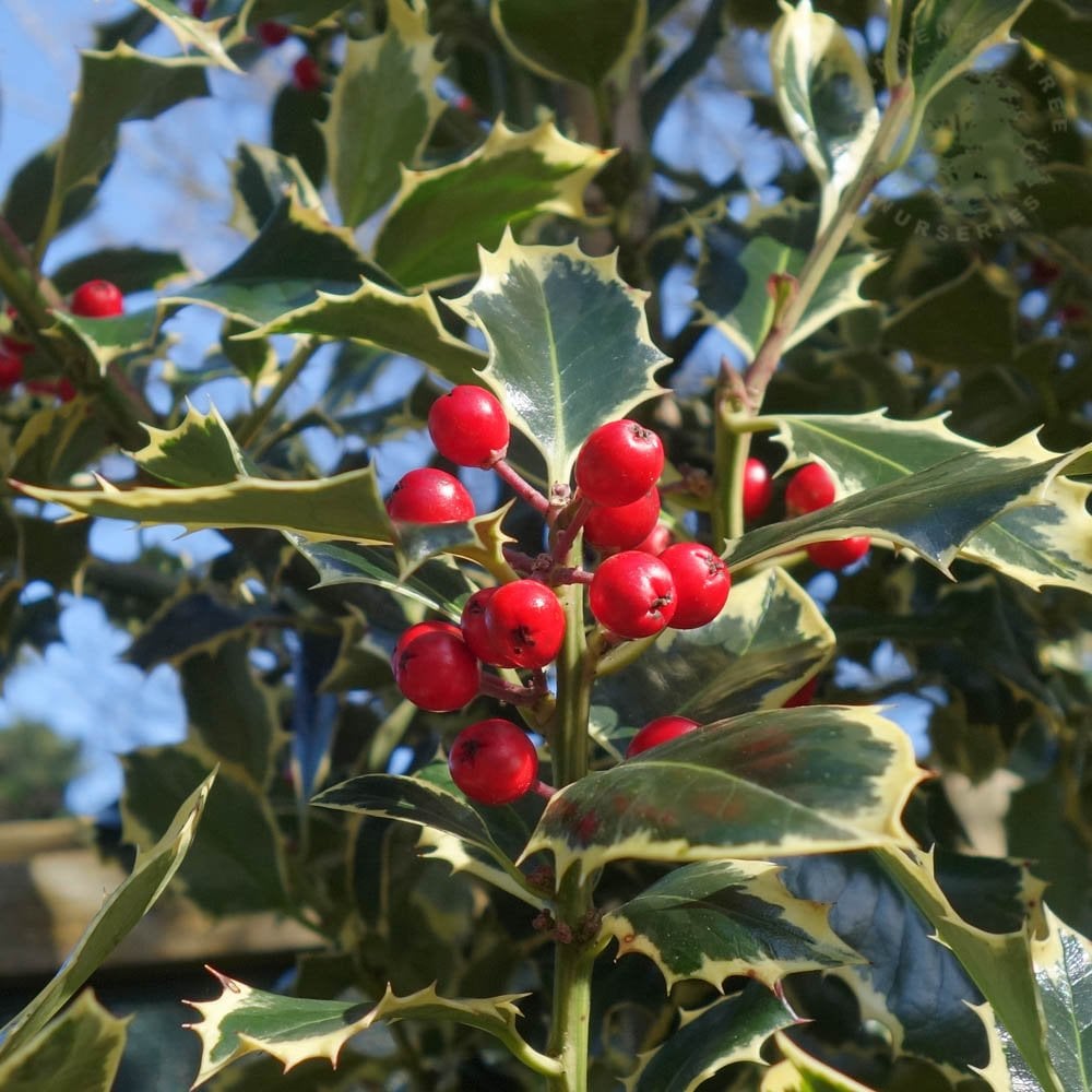 Ilex Aquifolium Argentea Marginata Variegated Holly Ornamental Trees ilex-aquifolium-argentea-marginata-variegated-holly-ornamental-trees