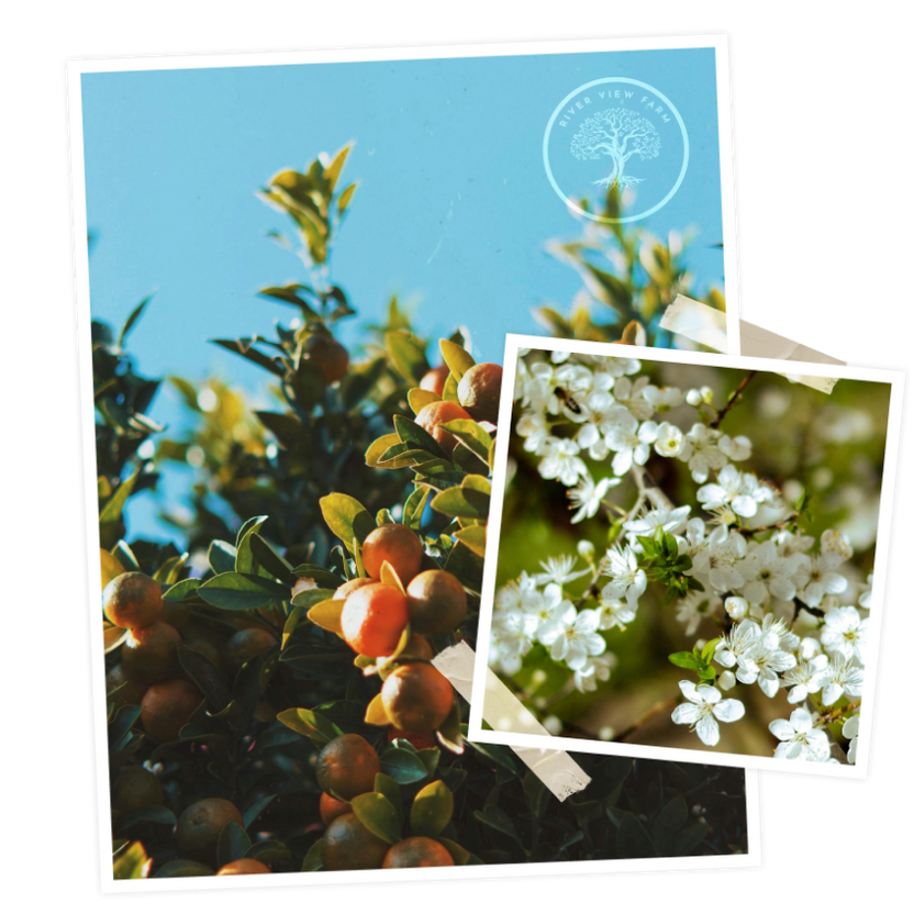 Ornamental Trees | Buy Quality Garden Trees Online