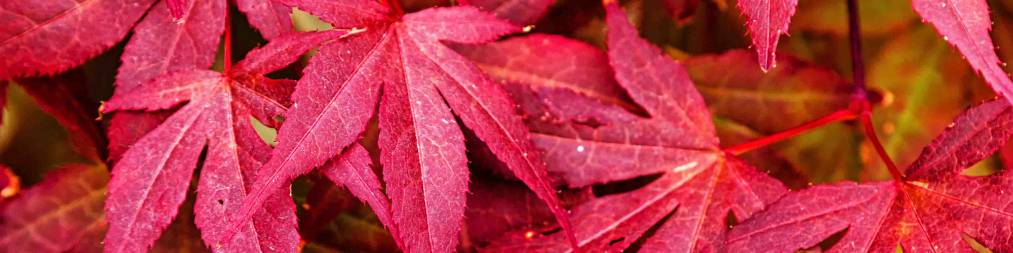Red Japanese Maple leaves