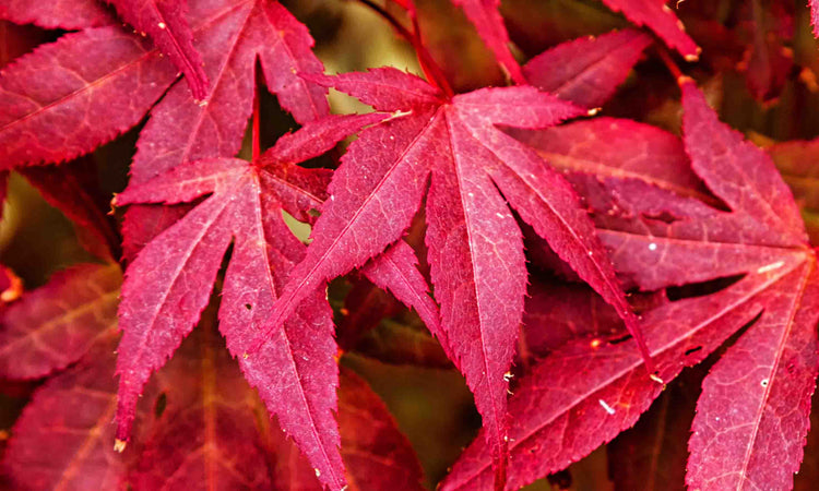 Red Japanese Maple leaves