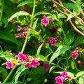 Climber, 50-70cm, 3L pot