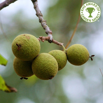 Juglans nigra Walnut tree