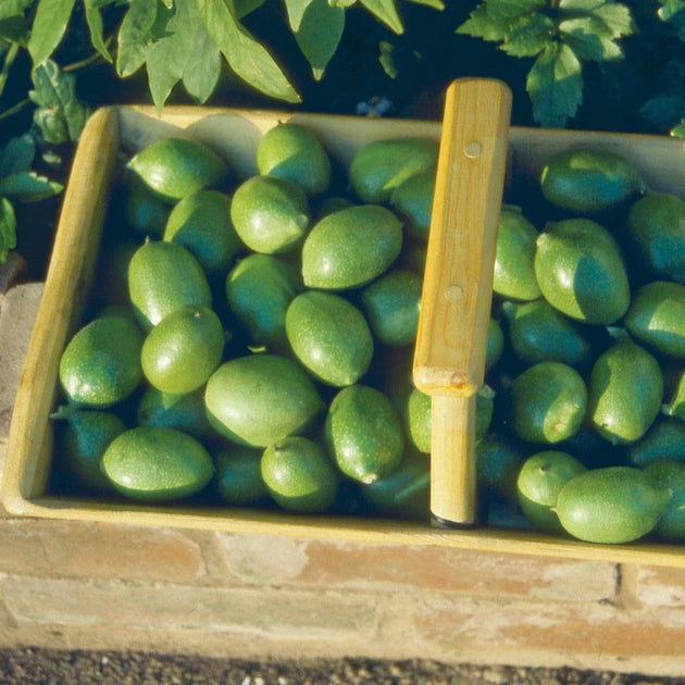 Juglans regia Broadview | Walnut Trees For Sale – Ornamental Trees