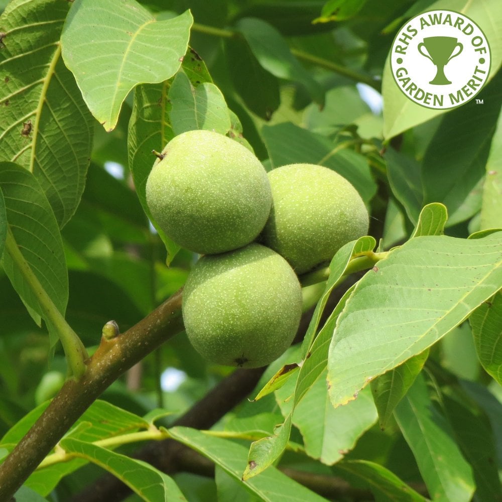 Juglans regia | English or Common Walnut Trees For Sale – Ornamental Trees
