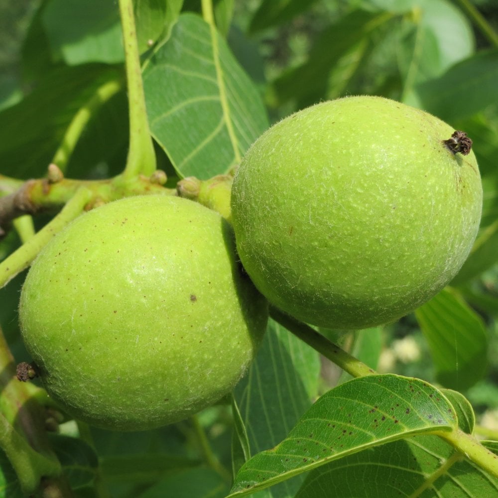 Juglans regia | English or Common Walnut Trees For Sale – Ornamental Trees