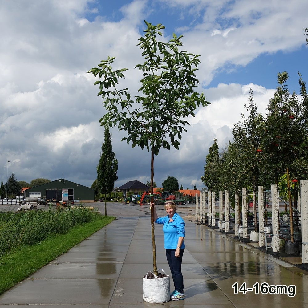 Juglans regia | English or Common Walnut Trees For Sale – Ornamental Trees