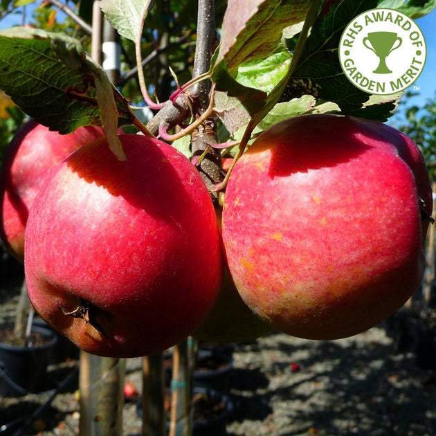 Kidds Orange Red Apple Trees For Sale | Malus | Ornamental Trees