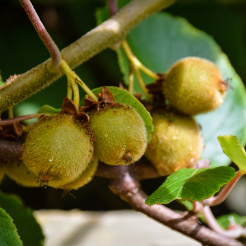Kiwi Jenny