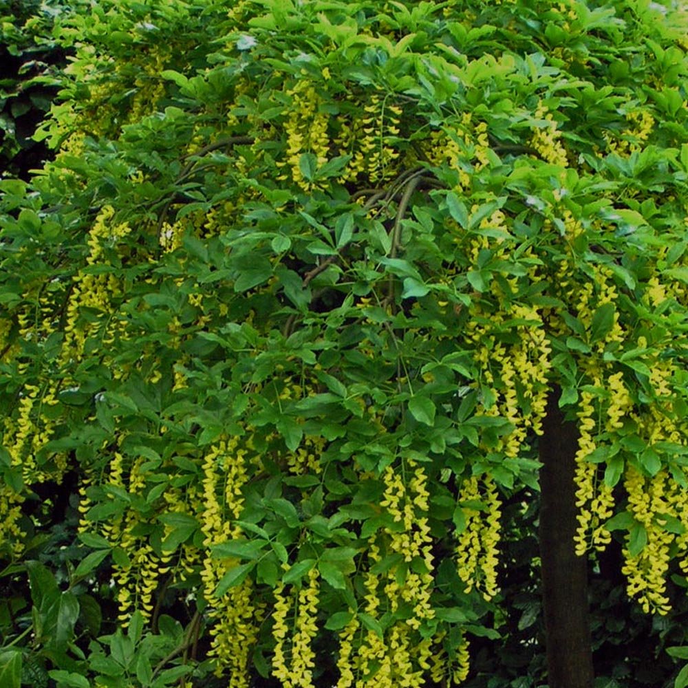 Labunum Tree Laburnum Golden Chain Trees For Sale | Ornamental Trees