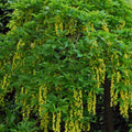 Tree top grafted at 120cm, 120-150cm, 12L pot