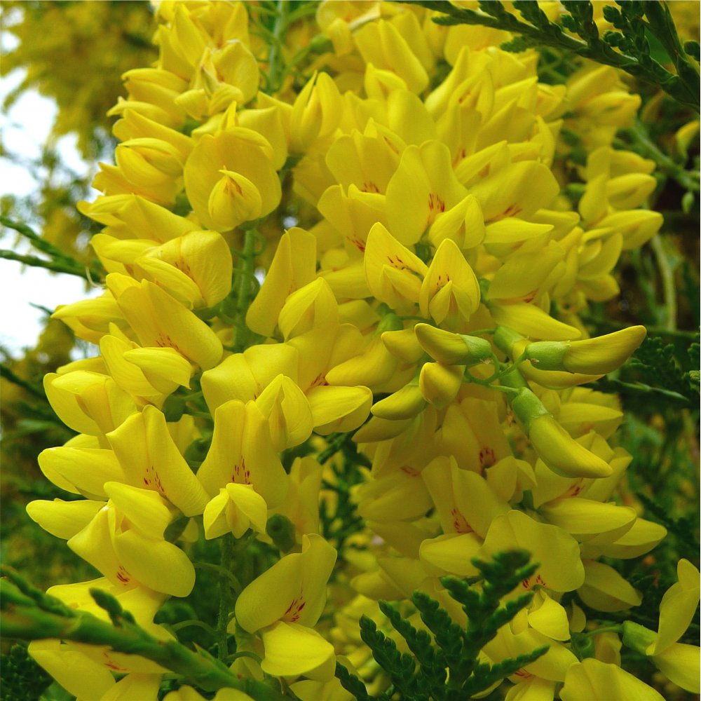 Labyrnum Tree Laburnum alpinum Pendulum Weeping Scotch Laburnum Tree – Ornamental Trees