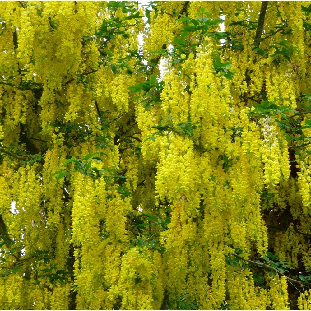 Labunum Tree Laburnum x watereri Vossii | Golden Chain Rain Tree | Ornamental Trees