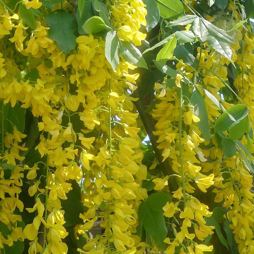Labunum Tree Laburnum x watereri Vossii | Golden Chain Rain Tree | Ornamental Trees