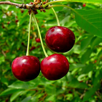 Lapins Cherokee Cherry tree