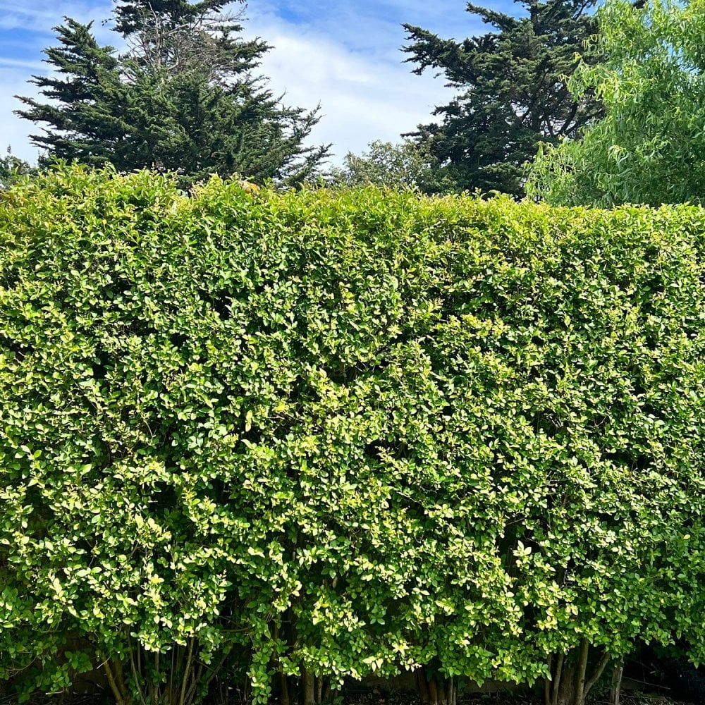 Haagliguster Ligustrum Ovalifolium Tree Haagliguster, Ligustrum Ovalifolium Kopen