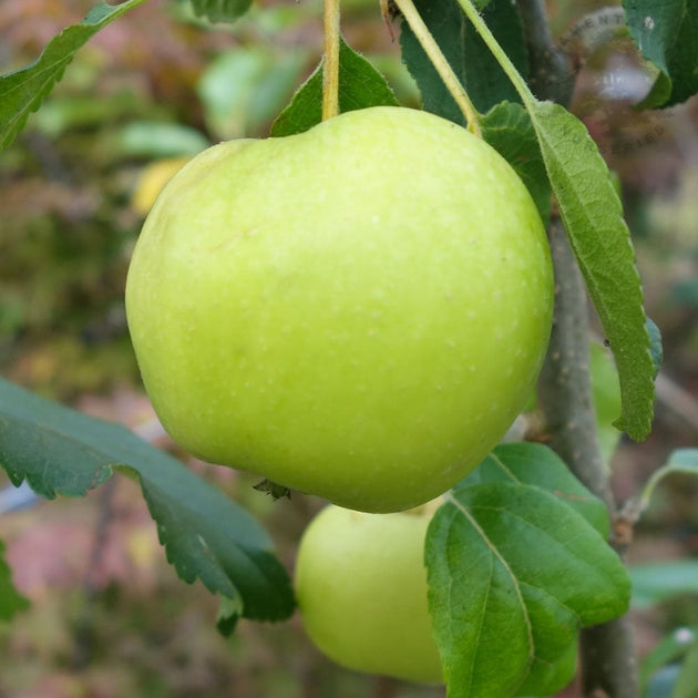 Limelight Apple Tree | Eating & Juicing Apples | Ornamental Trees