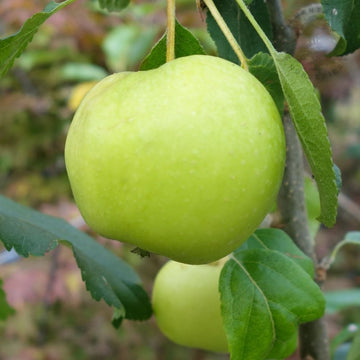 Limelight Apple tree