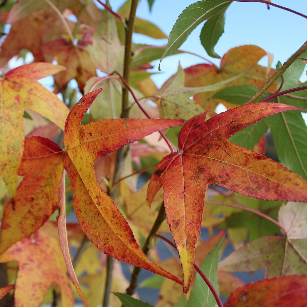 Slender Shade Tree Liquidambar styraciflua Slender Silhouette | Upright Gum | Ornamental Trees