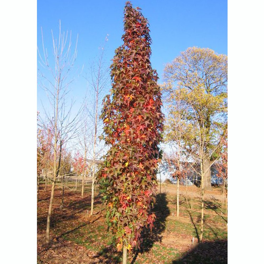 Styraciflua Tree Liquidambar styraciflua Slender Silhouette | Upright Gum | Ornamental Trees