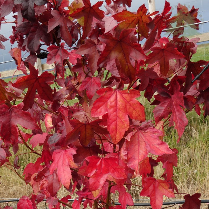 Parrotia persica | Buy Persian Ironwood Trees – Ornamental Trees