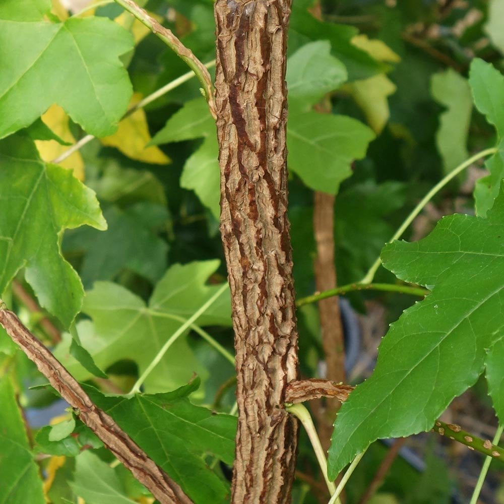 Styraciflua Tree Liquidambar styraciflua | American Sweet Gum Tree | Ornamental Trees