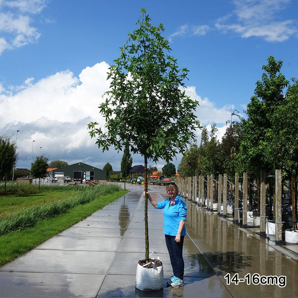 Styraciflua Tree Liquidambar styraciflua Worplesdon | Sweet Gum Tree | Ornamental Trees