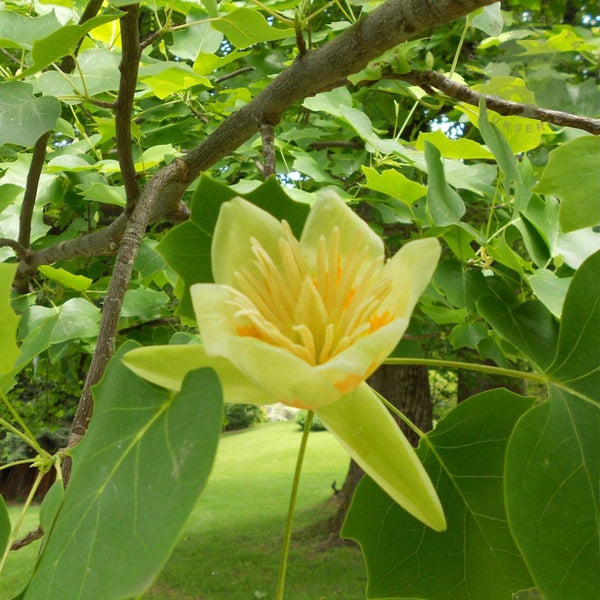 Liriodendron tulipifera | American Yellow Tulip Tree
