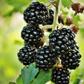 Bush, 40-60cm, 3L pot