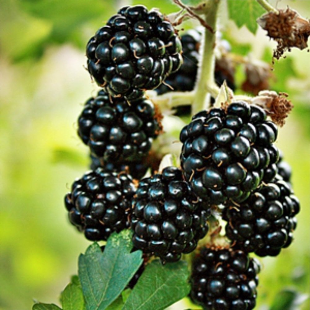 Loch Ness Blackberry Bush | Buy Thornless Blackberry Plants ...