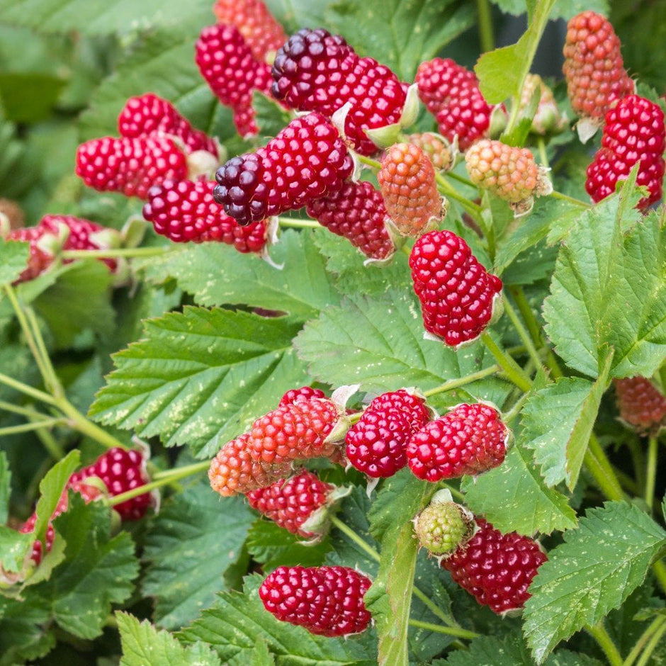 Raspberry Autumn Amber | Buy Raspberry Cane Plants | Ornamental Trees