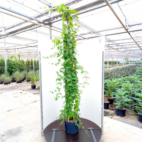 Lonicera japonica Halls Prolific Honeysuckle | Ornamental Trees