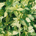 Climber, 50-70cm, 3L pot
