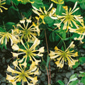 Climber, 50-70cm, 3L pot