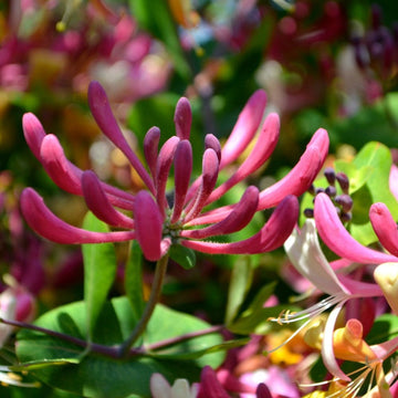 Rhubarb and Custard Honeysuckle flower