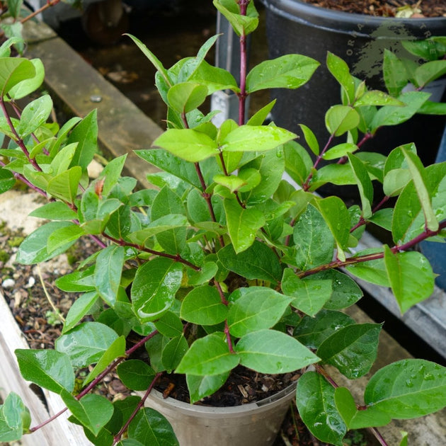 Lonicera Winter Beauty