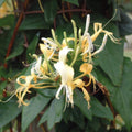 Climber, 50-70cm, 3L pot