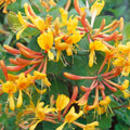 Climber, 50-70cm, 3L pot