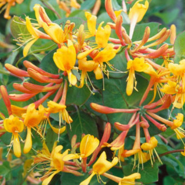 Tellmann's Honeysuckle