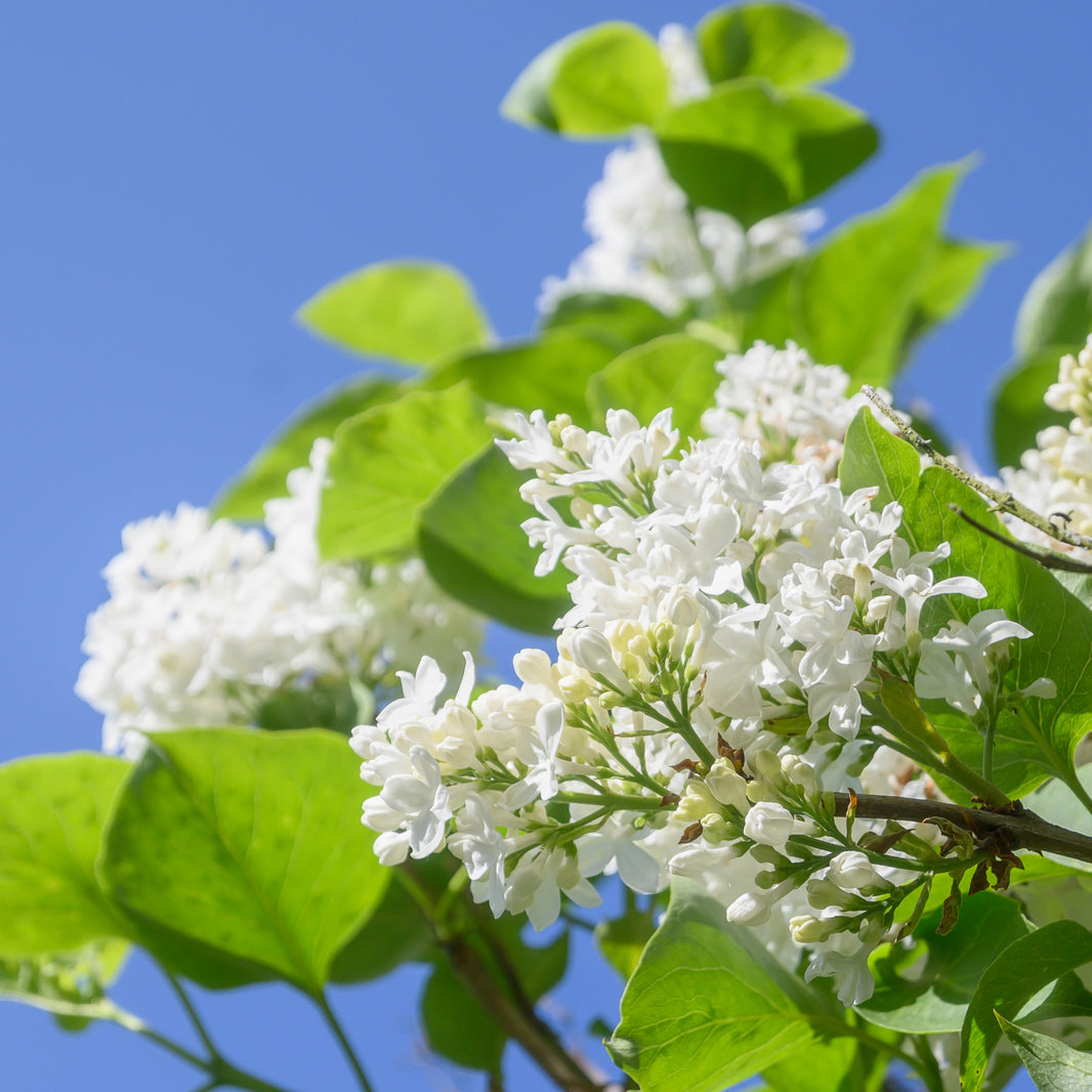 Lilac Trees & Bushes | Syringa For Sale | Ornamental Trees