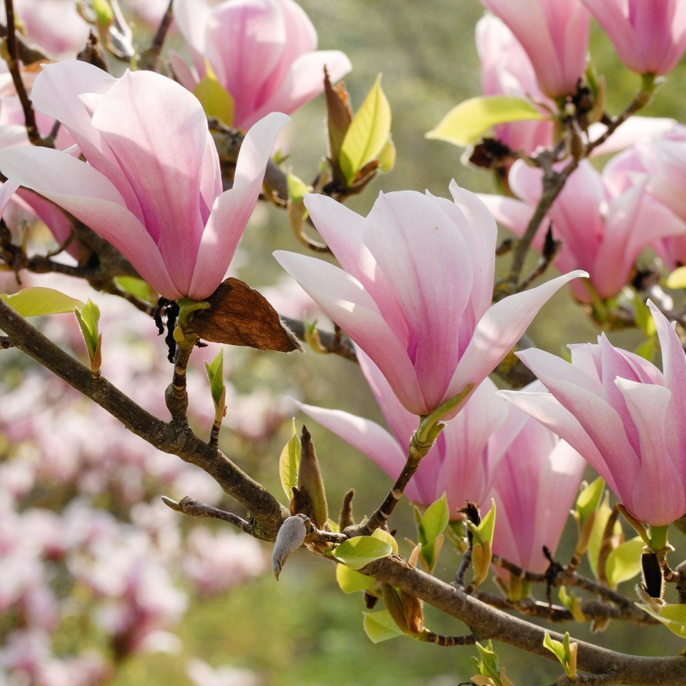 Magnolia 'Heaven Scent' pink flowers