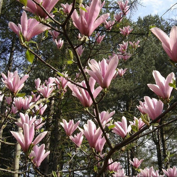 Magnolia 'Heaven Scent' tree