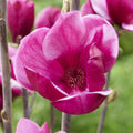 Single stem tree, 150-200cm, 12L pot
