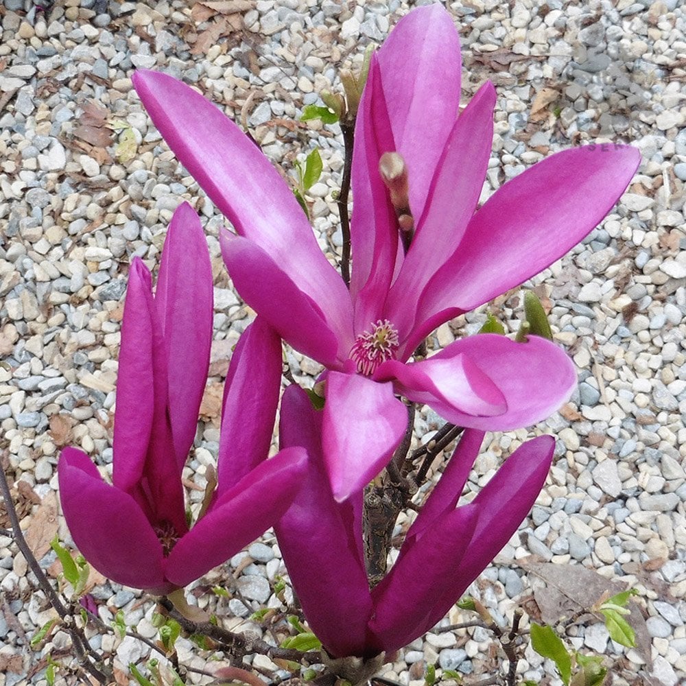 Magnolia Susan | Dwarf Purple Magnolia For Sale | Ornamental Trees