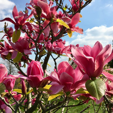 Magnolia 'Vulcan'