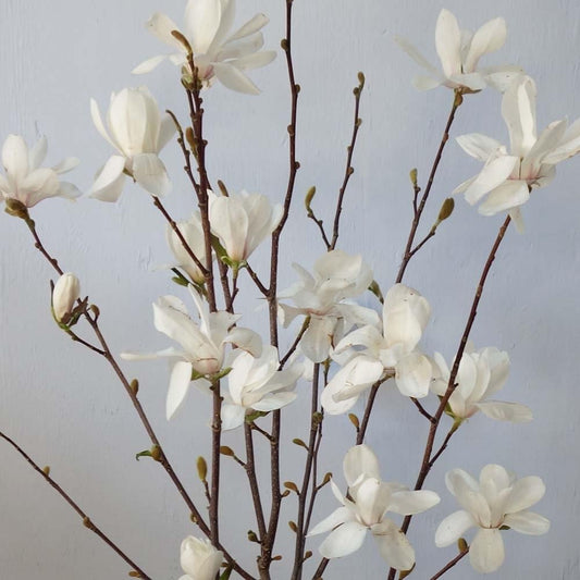 Magnolia x loebneri 'Merrill' white flowers