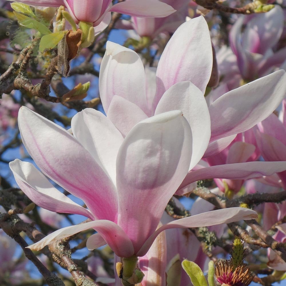 Magnolia x soulangeana flower