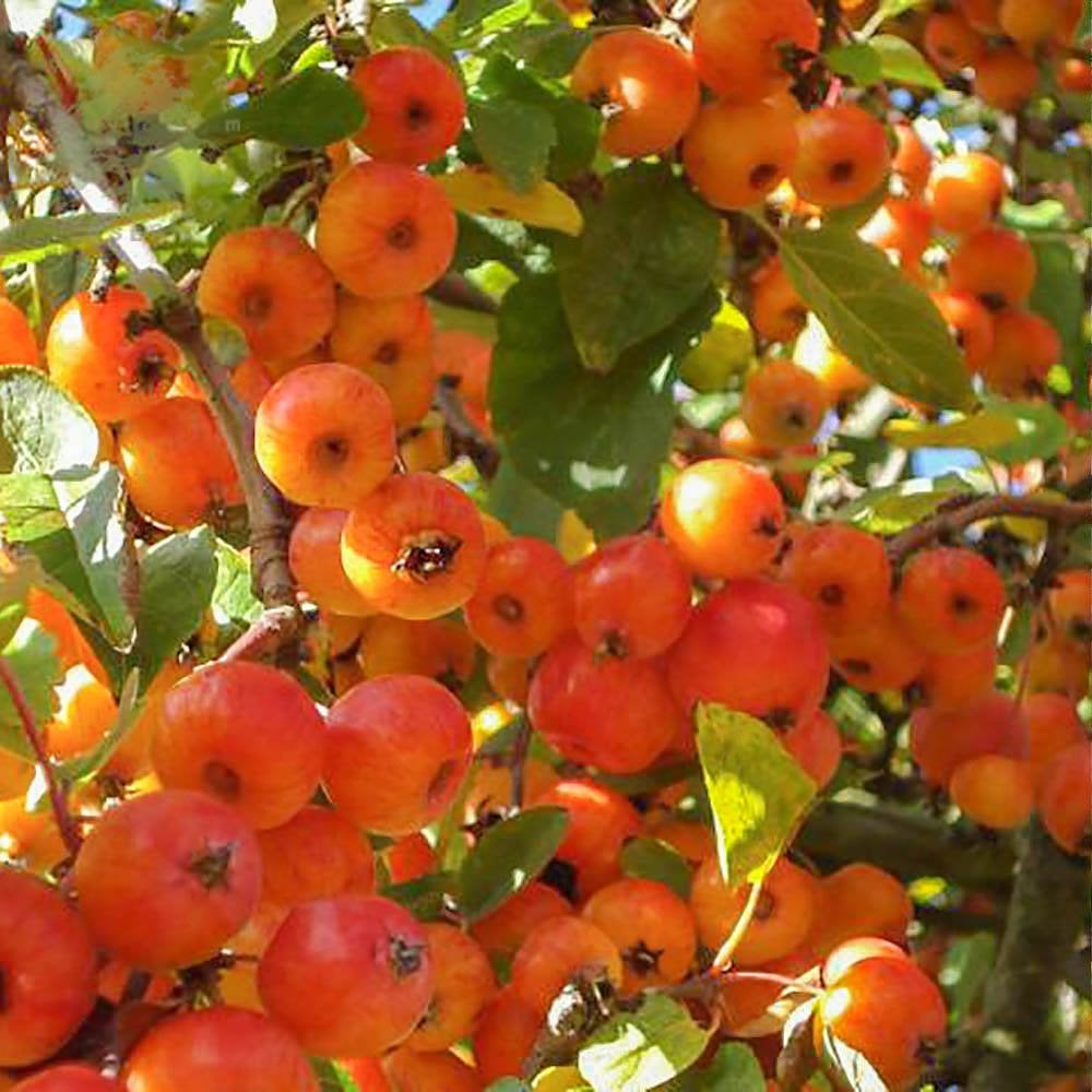 Malus Evereste | Buy Flowering Crab Apple Trees | Ornamental Trees