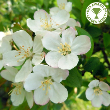 Malus hupehensis Tea Crab Apple tree