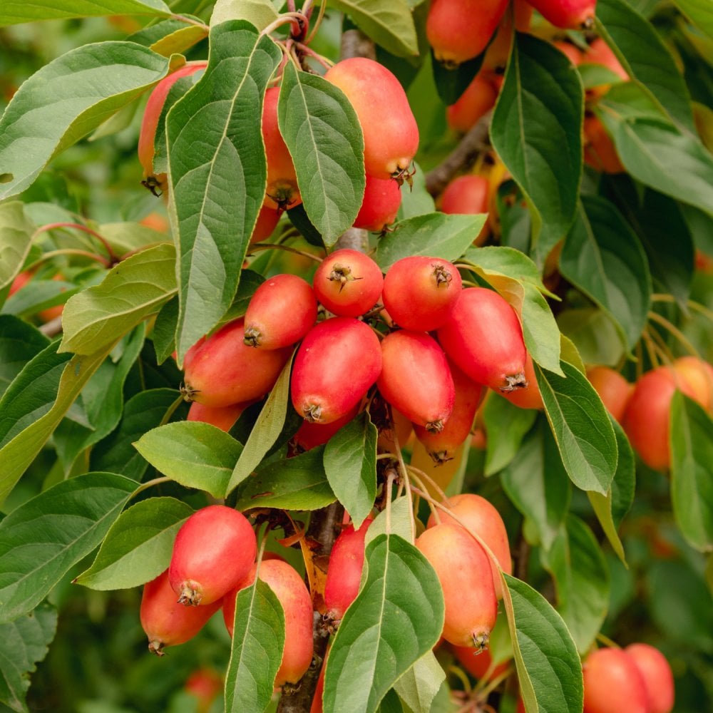 Malus John Downie Fruiting Crab Apple Tree Ornamental Trees Malus John Downie Fruiting Crab Apple Tree Ornamental Trees