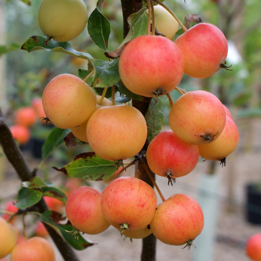 Malus Marble Nuvar Flowering & Fruiting Crab Apple | Ornamental Trees